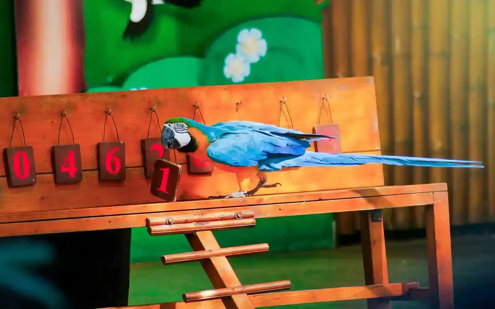 EXOTIC BIRD SHOW CREEK PARK