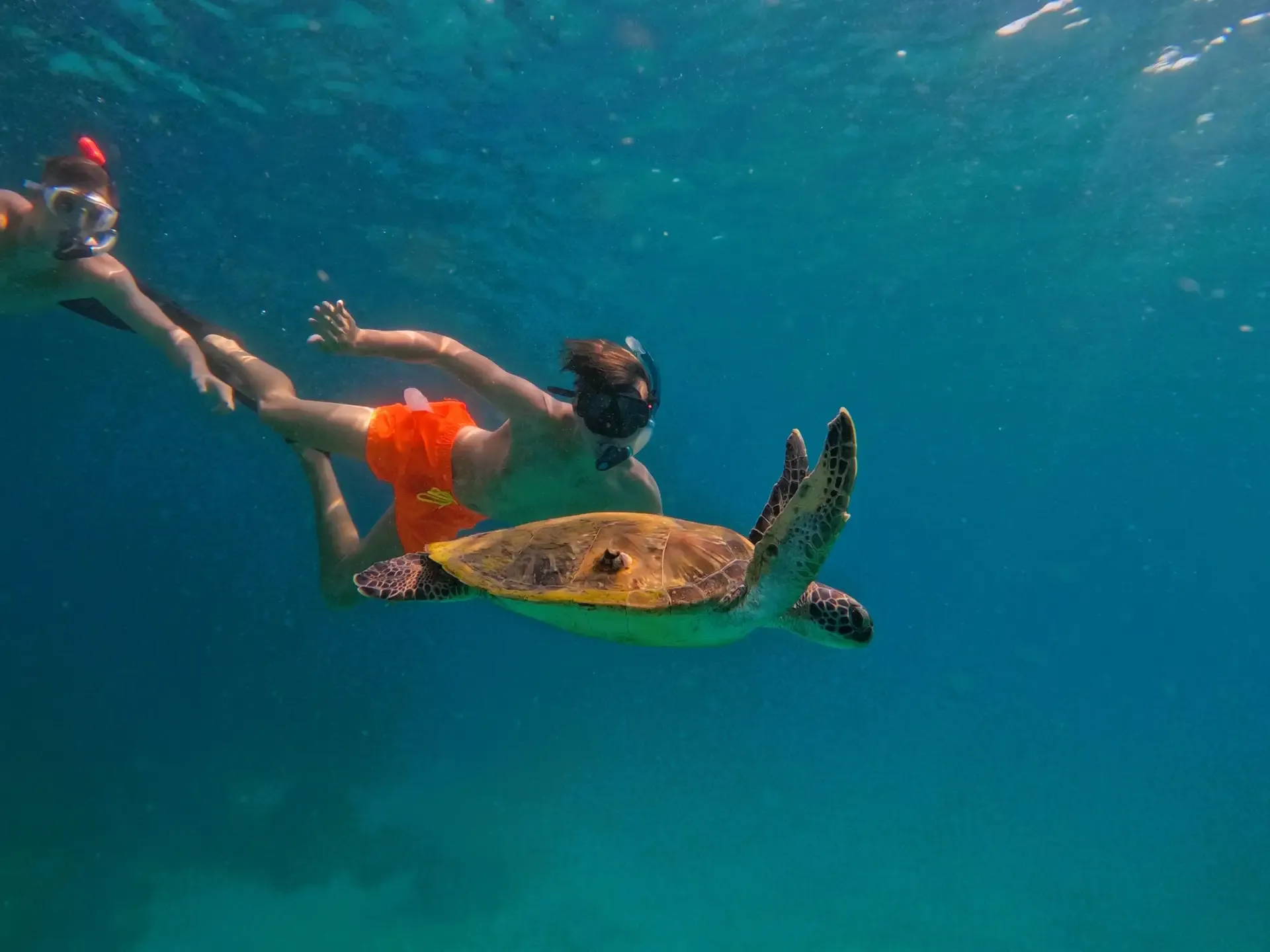 FUJAIRAH SEA SAFARI