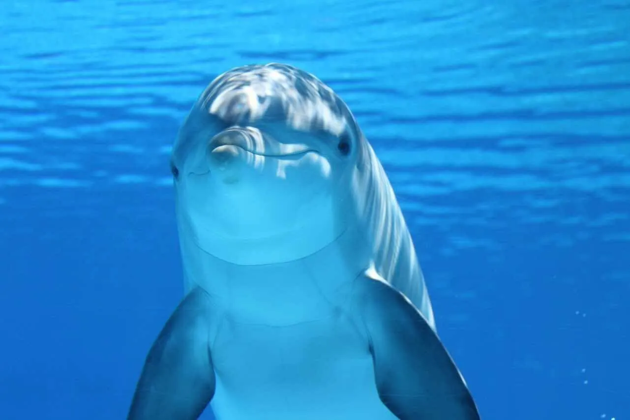 DUBAI DOLPHINARIUM: Dolphin & Seal Show
